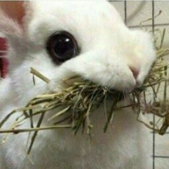 Meet your Posher, Shaine - Picture 1 of 1